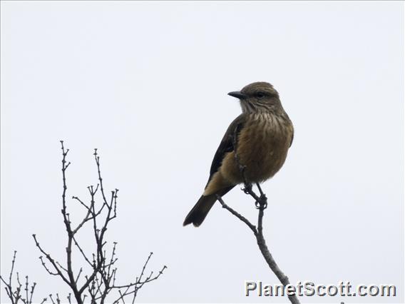 Streak-throated Bush-Tyrant (Myiotheretes striaticollis)