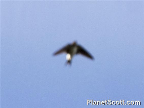 Brown-bellied Swallow (Orochelidon murina)