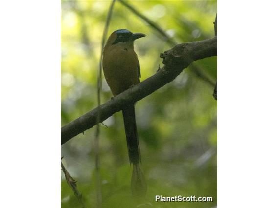 Whooping Motmot (Momotus subrufescens)