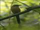 Whooping Motmot (Momotus subrufescens)