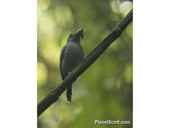 Black-crowned Antshrike (Thamnophilus atrinucha)