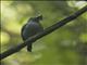 Black-crowned Antshrike (Thamnophilus atrinucha)