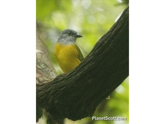 Gray-headed Tanager (Eucometis penicillata)