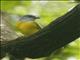 Gray-headed Tanager (Eucometis penicillata)