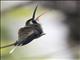 Pale-bellied Hermit (Phaethornis anthophilus)