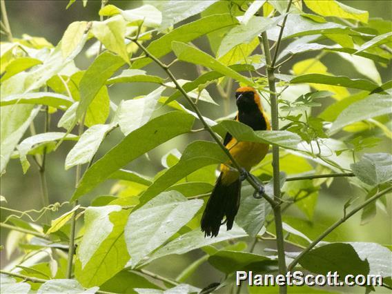 Orange-crowned Oriole (Icterus auricapillus)