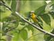 Orange-crowned Oriole (Icterus auricapillus) - Female