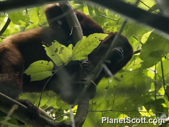 Red Howler Monkey (Alouatta seniculus)