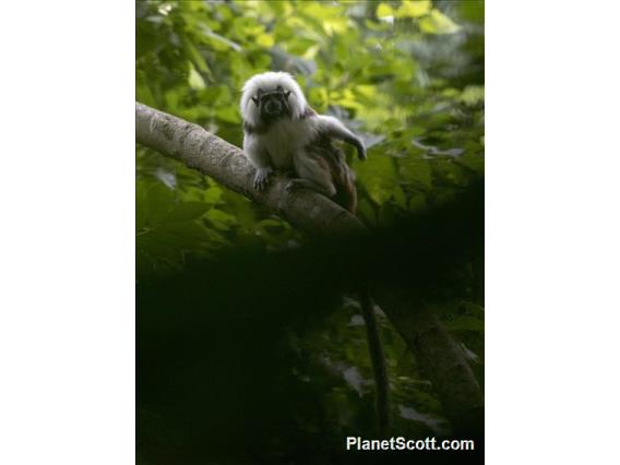 Cotton-headed Tamarin (Saguinus oedipus)