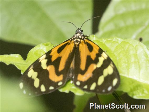 Tiger Moth (Chetone sp)