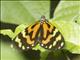 Tiger Moth (Chetone sp)