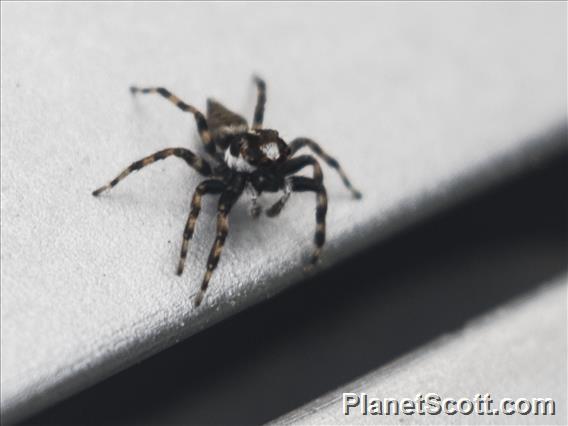 Jumping Spider (Colonus sp)