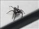 Jumping Spider (Colonus sp)