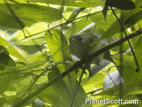 Golden-fronted Greenlet (Pachysylvia aurantiifrons)