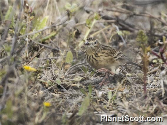 Sprague's Pipit (Anthus spragueii)