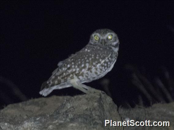 Burrowing Owl (Athene cunicularia)