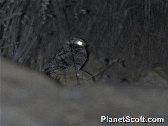 Common Poorwill (Phalaenoptilus nuttallii)