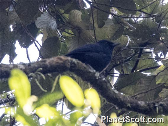 Javan Cochoa (Cochoa azurea)