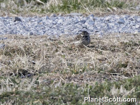 Siberian Pipit (Anthus japonicus)