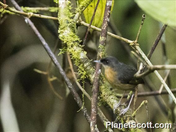 Island Monarch (Monarcha cinerascens)