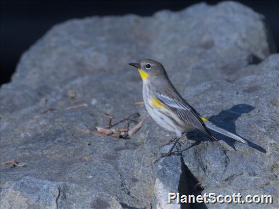 Yellow-rumped Warbler (Setophaga coronata)