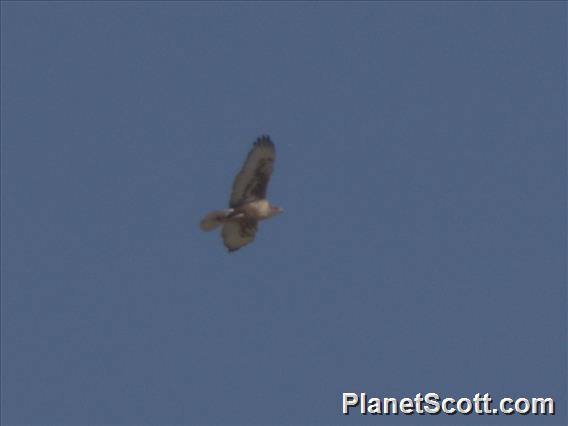 Ferruginous Hawk (Buteo regalis)