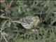 European Serin (Serinus serinus)