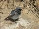 Black Redstart (Phoenicurus ochruros) - Male