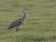 Gray Heron (Ardea cinerea) - Immature