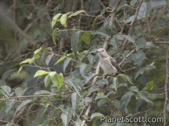 Scaly-throated Honeyguide (Indicator variegatus)