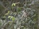 Scaly-throated Honeyguide (Indicator variegatus)