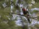 Brown-breasted Barbet (Pogonornis melanopterus)