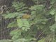 African Yellow-Warbler (Iduna natalensis)