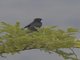Black Cuckooshrike (Campephaga flava)