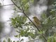 Taveta Golden Weaver (Ploceus castaneiceps) - Female