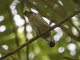 Golden-tailed Woodpecker (Campethera abingoni)