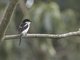 Northern Fiscal (Lanius humeralis)