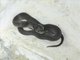 Brown House Snake (Boaedon fuliginosus)