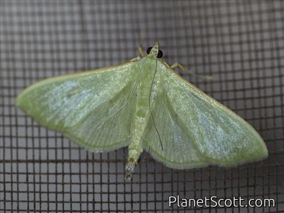Pearl Moth (Stemorrhages sp)