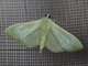 Pearl Moth (Stemorrhages sp)