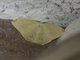 Geometer Moth (Geometridae sp)