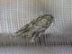 Anyworm Moth (Spodoptera sp)
