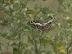 Citrus Swallowtail (Papilio demodocus)