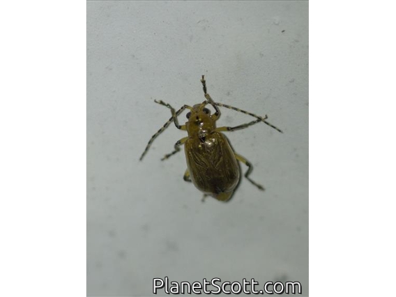 Skeletonizing Leaf Beetle (Luperini sp)