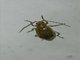 Beetle (Coleoptera sp)