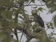 African Goshawk (Aerospiza tachiro)