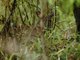 Suni (Nesotragus moschatus)