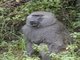 Anubis Baboon (Papio anubis)
