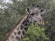 Masai Giraffe (Giraffa tippelskirchi)