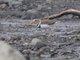 Three-banded Plover (Thinornis tricollaris)